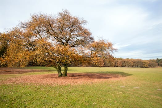 Fall in the countryside from the Netherlands