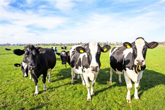 Cows in the countryside from the Netherlands