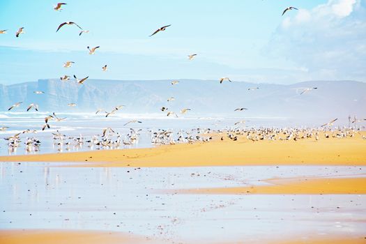 Lots of seagulls at the atlantic ocean