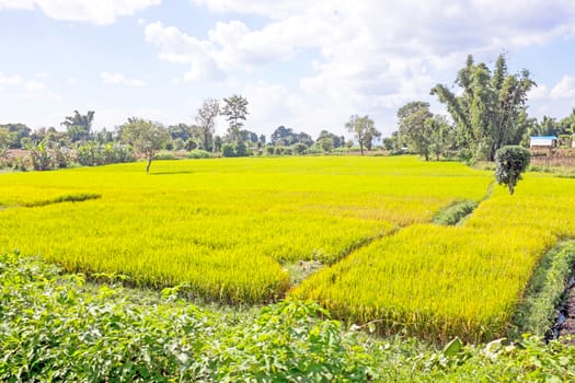 Landscape with rice fields in the countryside from Myanmar