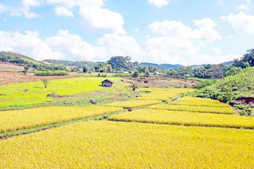 Landscape with rice fields in the countryside from Myanmar