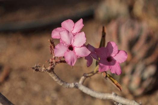 Pink flowers on Adenium obesum swazicum blooms from November through may in Swaziland.