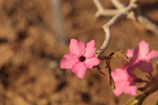 Pink flowers on Adenium obesum swazicum blooms from November through may in Swaziland.