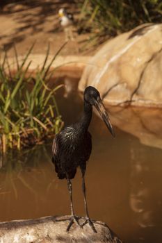 African Openbill Stork, Anastomus lamelligerus lamelligerus, bird is found in Thailand, Sumatra and Borneo