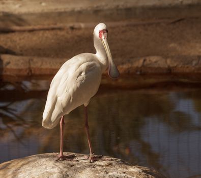 African spoonbill, Platalea alba, is a white bird with a red face found in Africa in rivers and streams.