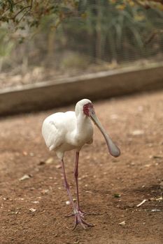 African spoonbill, Platalea alba, is a white bird with a red face found in Africa in rivers and streams.