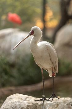 African spoonbill, Platalea alba, is a white bird with a red face found in Africa in rivers and streams.