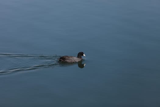 American Coot Duck, Fulica americana, at the side of a pond in summer