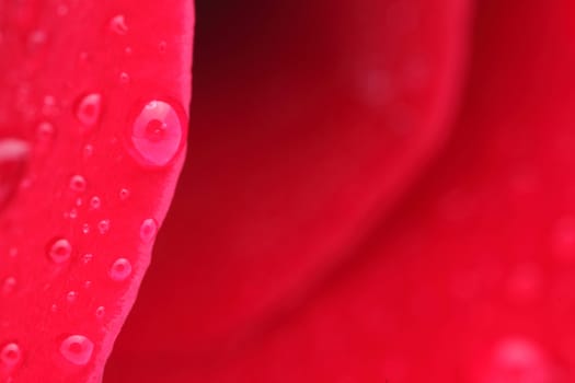 Macro shot of a red rose with water drops