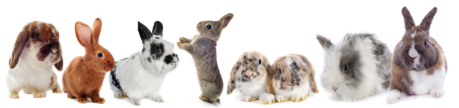 group of Rabbits  in front of white background