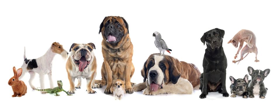 group of pet in front of white background