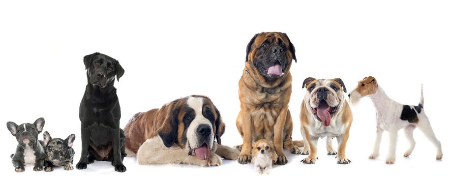 group of dogs in front of white background