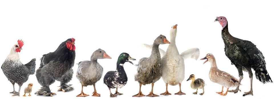 group of poultry in front of white background