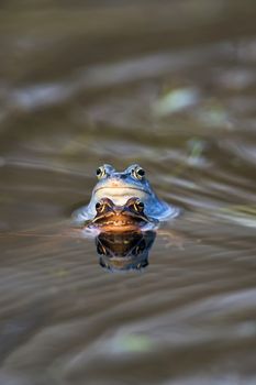 Moor frogs in the wild in the water