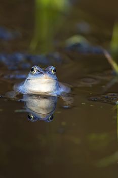 Moor frog in the wild on the water