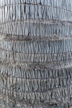 Tree bark texture