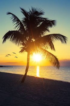 Palm tree on a beach at sunset