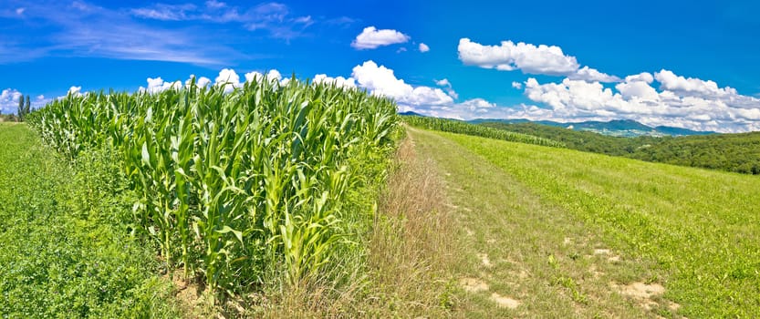 Agricultural landscape panorama in Prigorje region, corn field and green meadow on pictoresque hill, Croatia