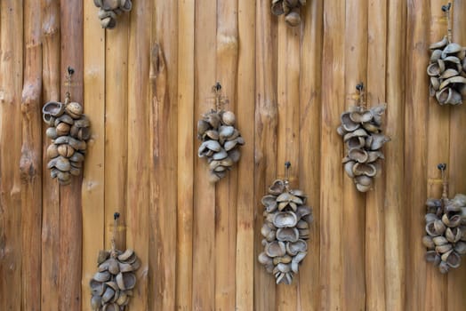 Dry samrong tree (Bastard poom) on wooden wall