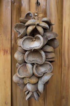 Dry samrong tree (Bastard poom) on wooden wall