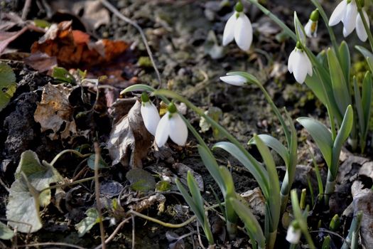 Snowdrops Spring Snow shook her bells.
Spring is knocking.