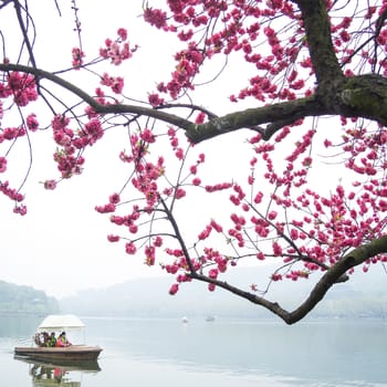 HANGZHOU, CHINA - April 13, 2011 : View in the mist of Xihu, the west lake in hangzhou china, Cruise in the Lake with peach blossom