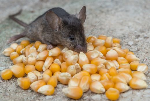 Wild baby mouse eating fresh yellow corn
