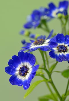 Blue and white cineraria flowers in garden