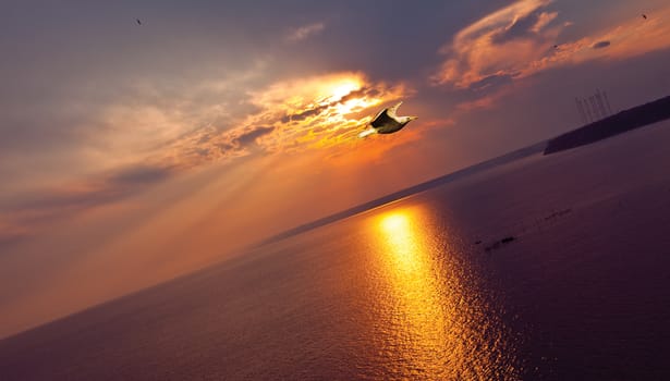 Beautiful orange sunset or sunrise with seagull through cloudy skies over calm sea.