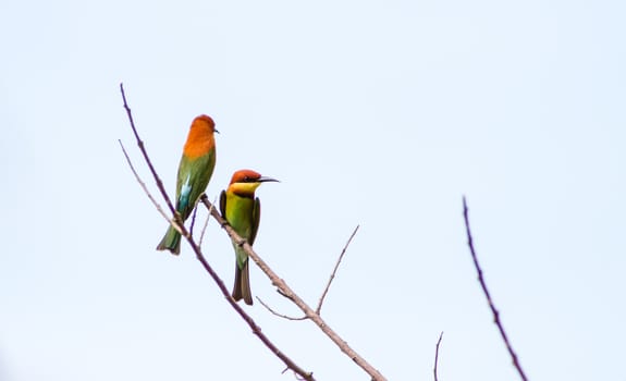 Chesnut Headed Bee Eater perching on a dry branch in the afternoon. landscape orientation