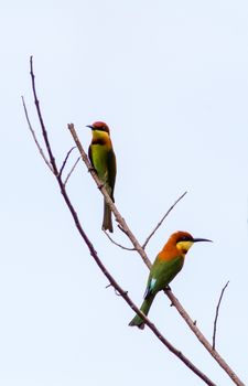 Chesnut Headed Bee Eater perching on a dry branch in the afternoon. Potrait orientation