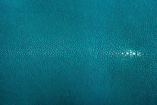 Stingray exotic fish leather, hide in turquoise color skin