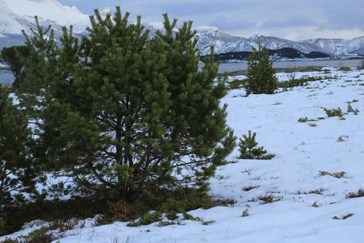 Nature,
Montain,
Forests,
Norway,
Winter