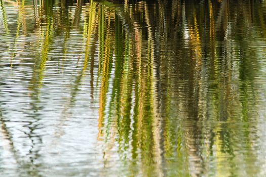 Reflection of wild plant on water surface