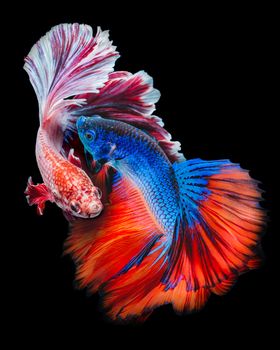 Betta fish, siamese fighting fish, betta splendens  isolated on black background