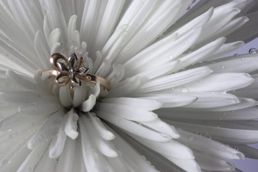 wedding ring on white aster with water drops