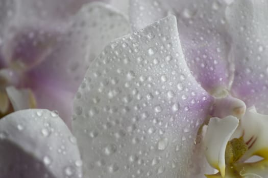 White orchid with water drops, close up
