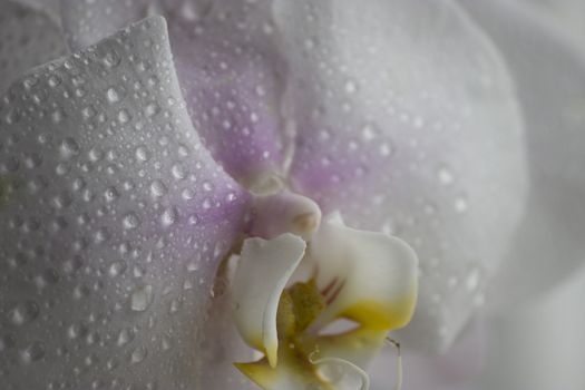White orchid with water drops, close up