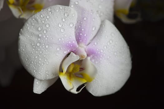 White orchid with water drops, black background