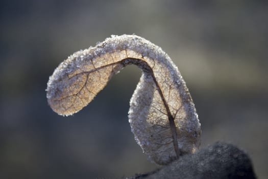 The frozen dry leaf in the hand in glove