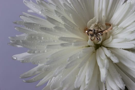 wedding ring on white aster with water drops