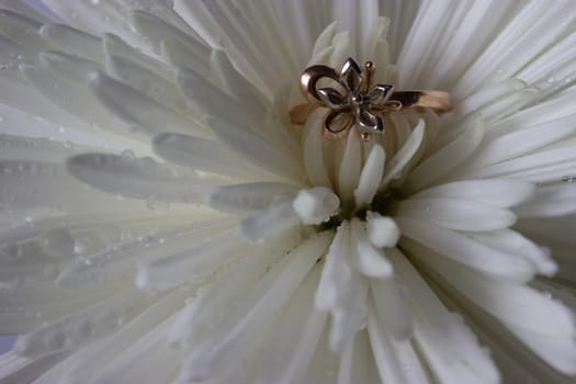 wedding ring on white aster with water drops