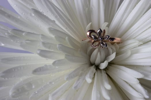 wedding ring on white aster with water drops