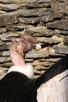 Condor in the wild, a portrait