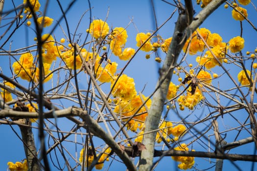 yellow blossom tree on blue sky
