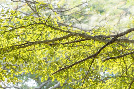 Terminalia ivorensis background