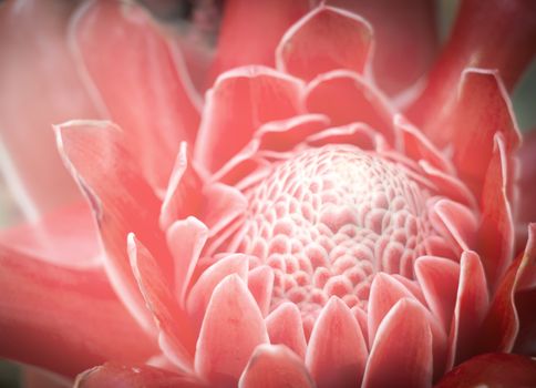 Etlingera elatior flower