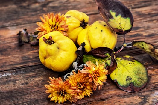 juicy,ripe quince fruit on wooden top