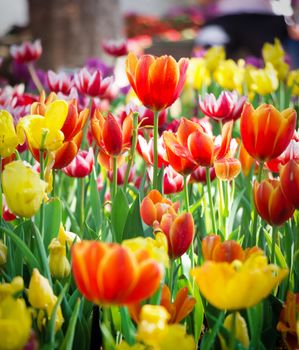 Field of Tulips in various colors