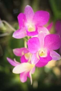 Purple Pink Orchid